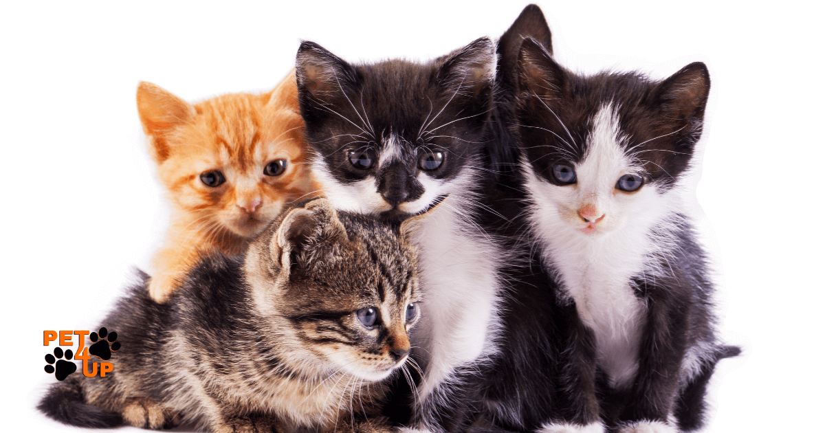 10 Fatos Sobre Gatos Que Você Precisa Descobrir Ainda Hoje